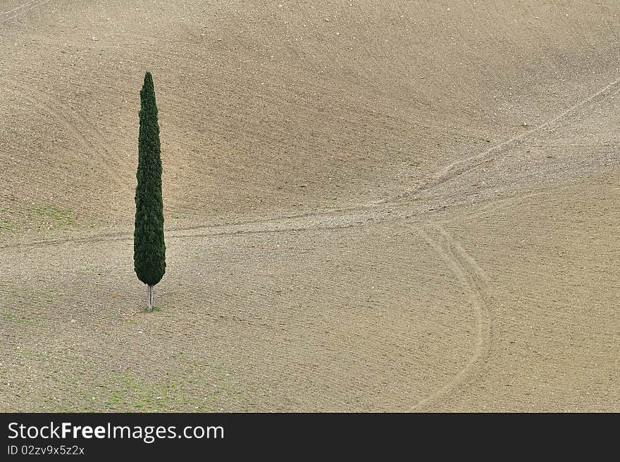 Lonely Cypress Tree