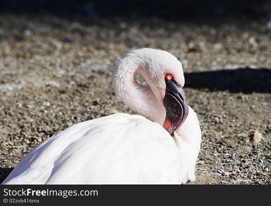 Lesser Flamingo sitting resting in the sunshine