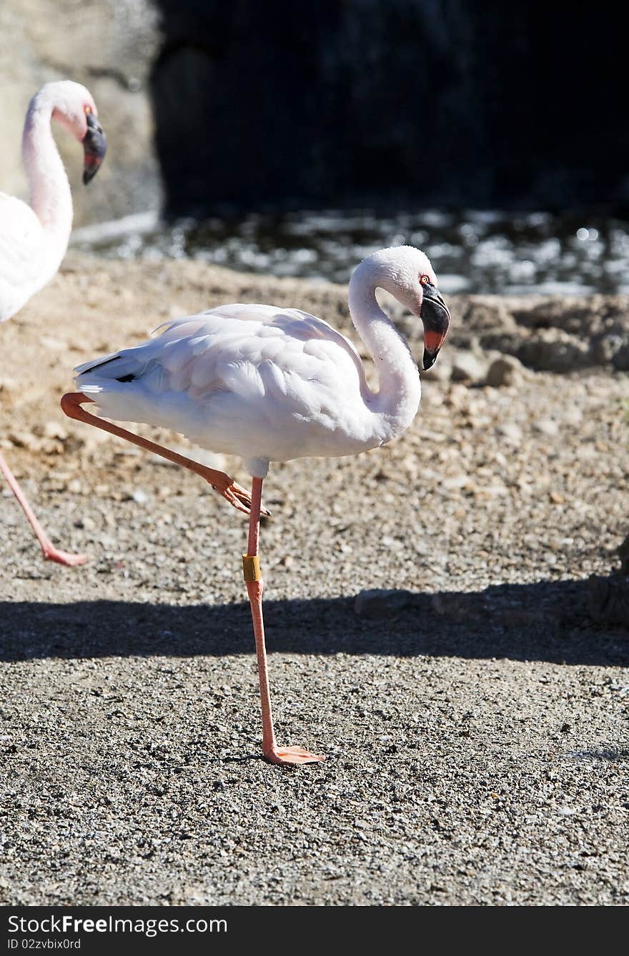 Lesser Flamingo standing on one leg in the sunshine