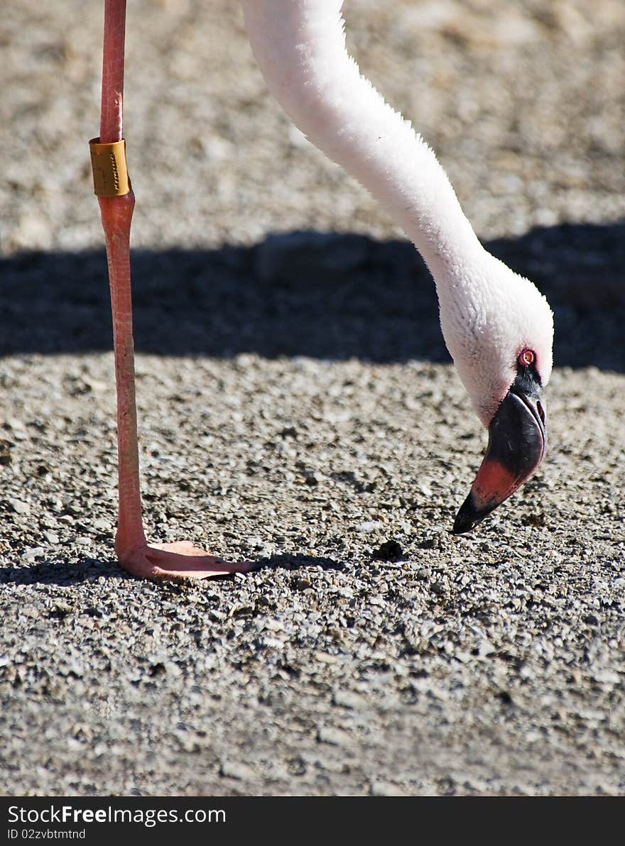 Lesser Flamingo standing on one leg eating