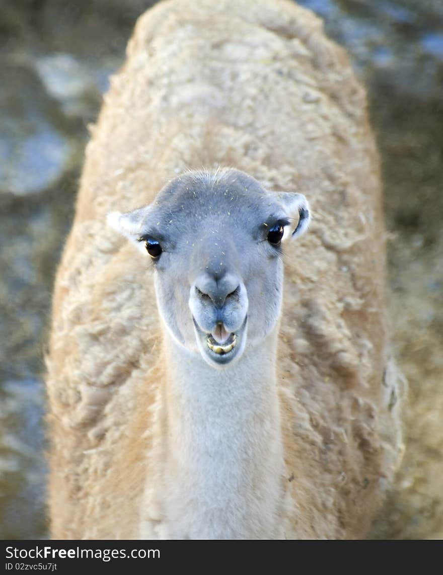 Close up of a Young Llama looking at the Camera