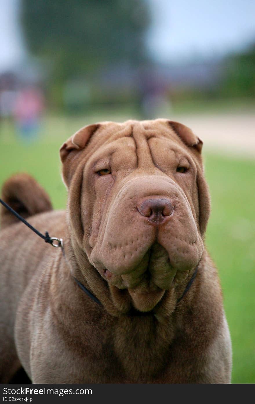 Chocolate  sharpei portrait