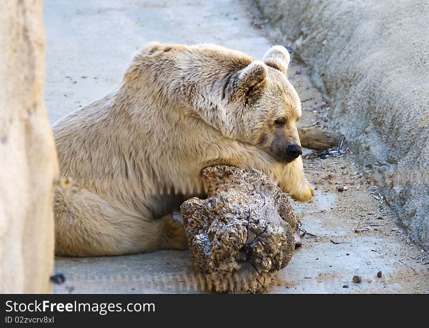 Brown Bear