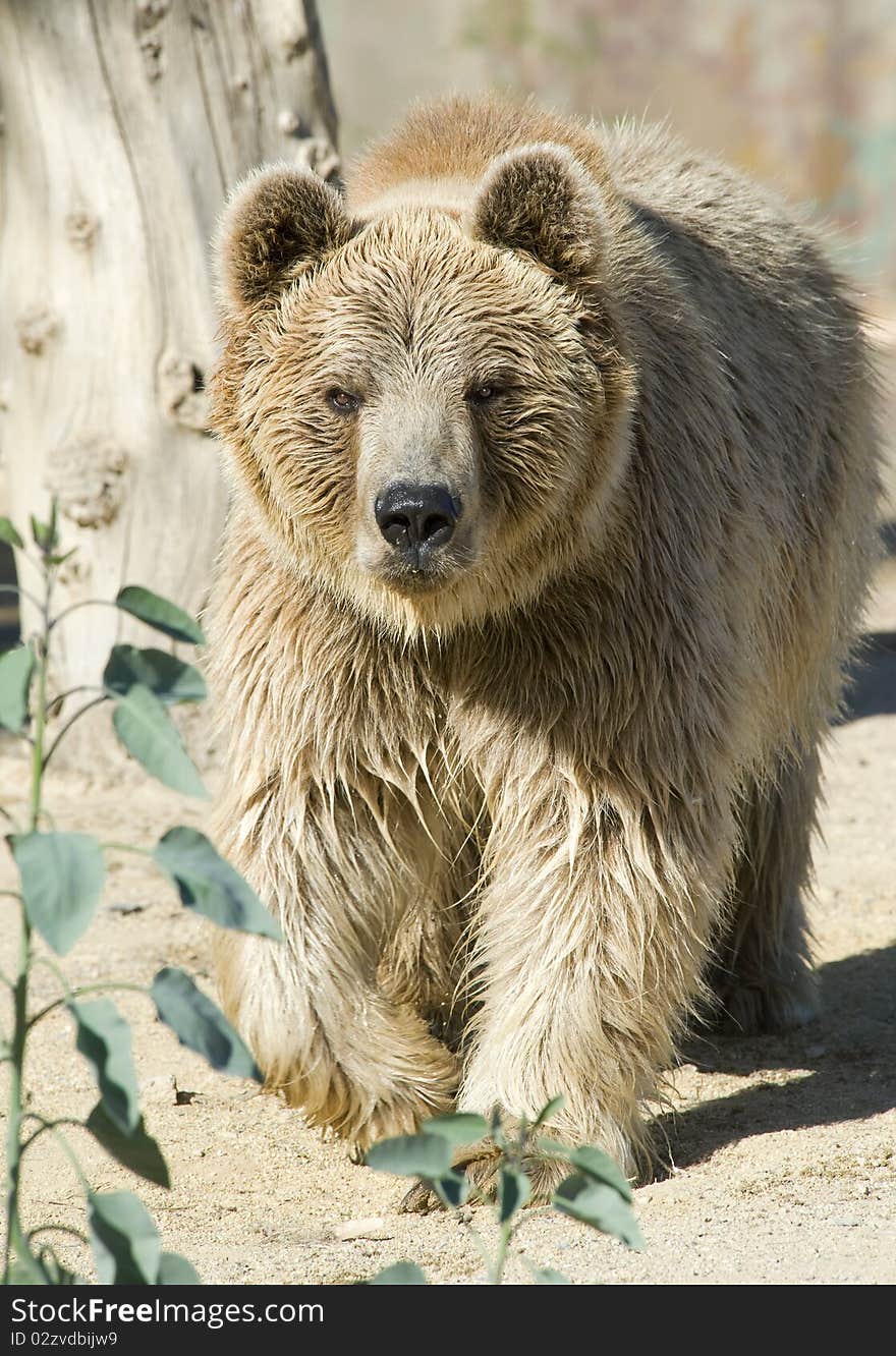 Brown Bear