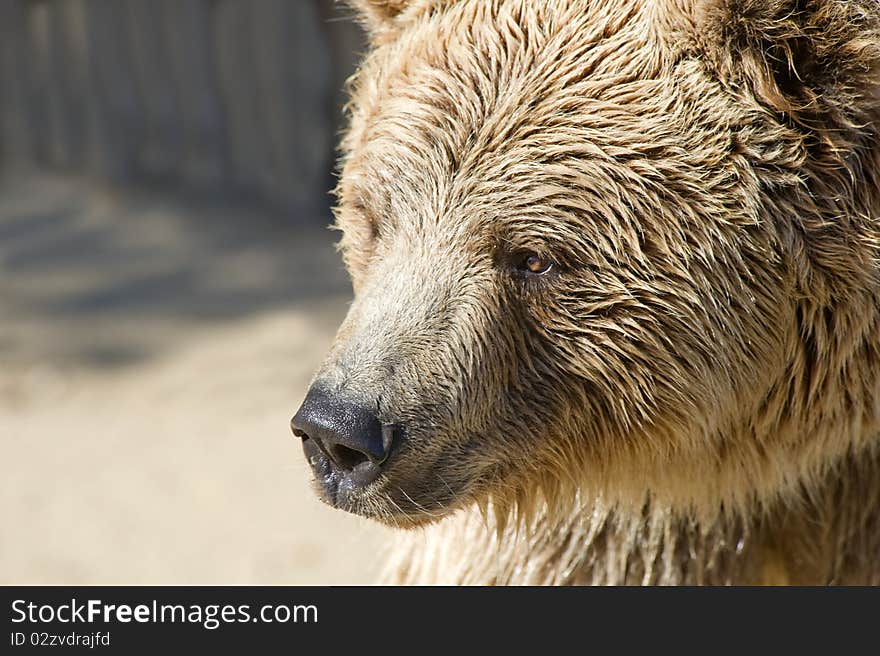 Close up of a Brown Bear