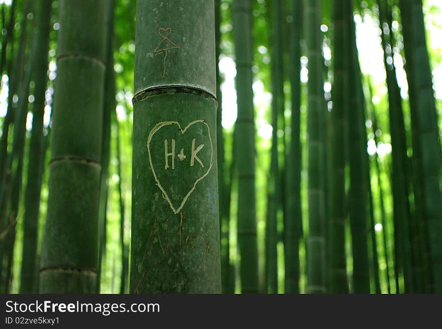 Bamboo forest in Kyoto