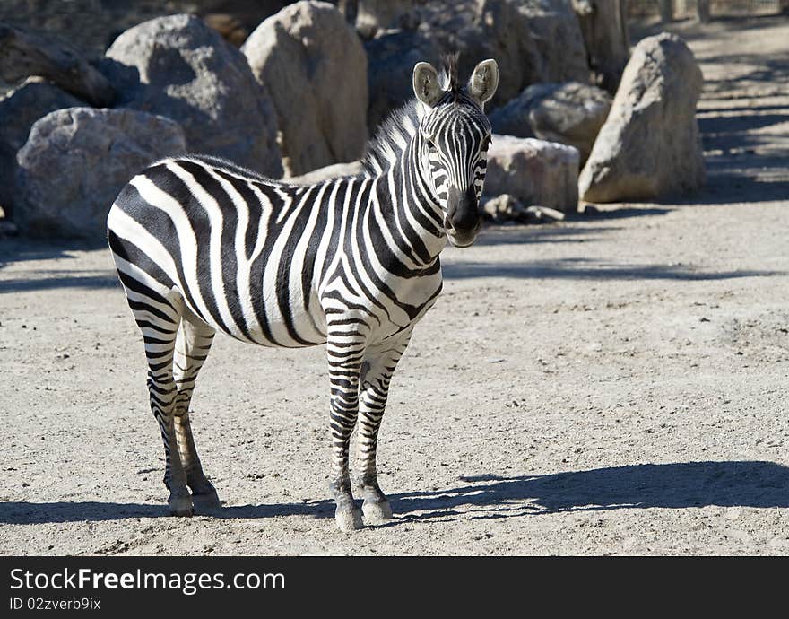 Close up of a Zebra standing in the sunshine. Close up of a Zebra standing in the sunshine