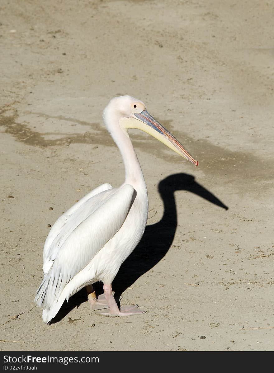 Pelican