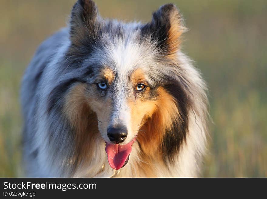 A beautiful blue merle Shetland sheepdog, photo taken at sunset. A beautiful blue merle Shetland sheepdog, photo taken at sunset.