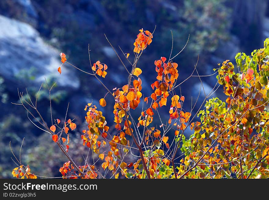 red leaves in the autumn.