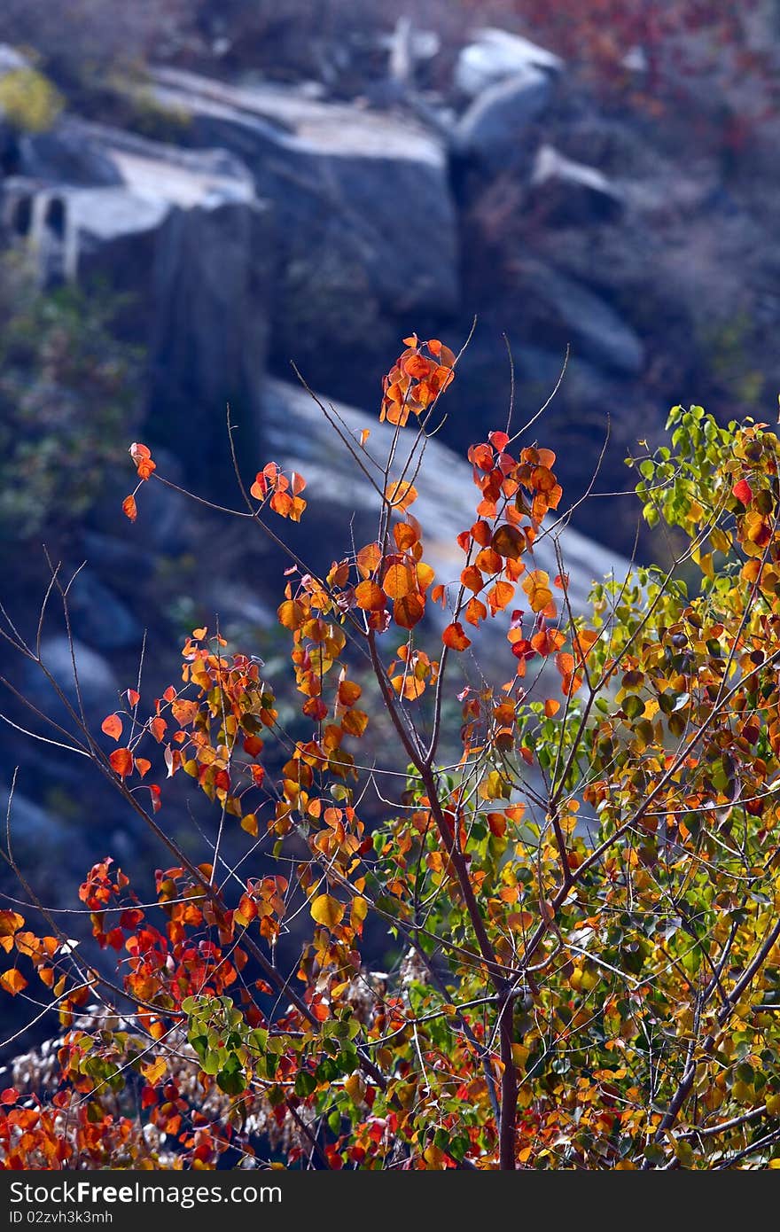 Beautiful red leaves in the autumn.