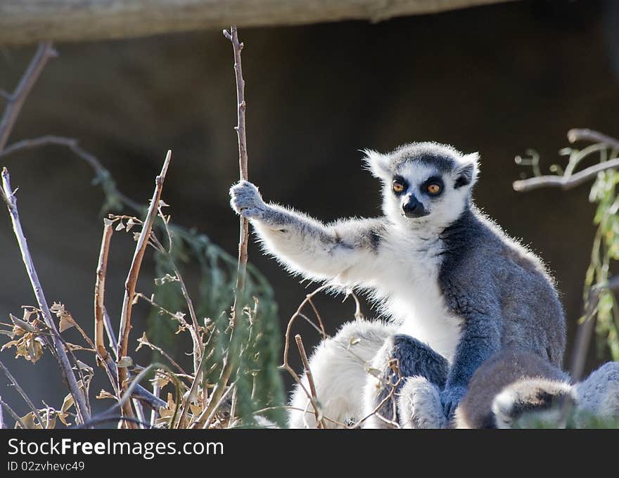 Ring Tailed Lemur Sunbathing