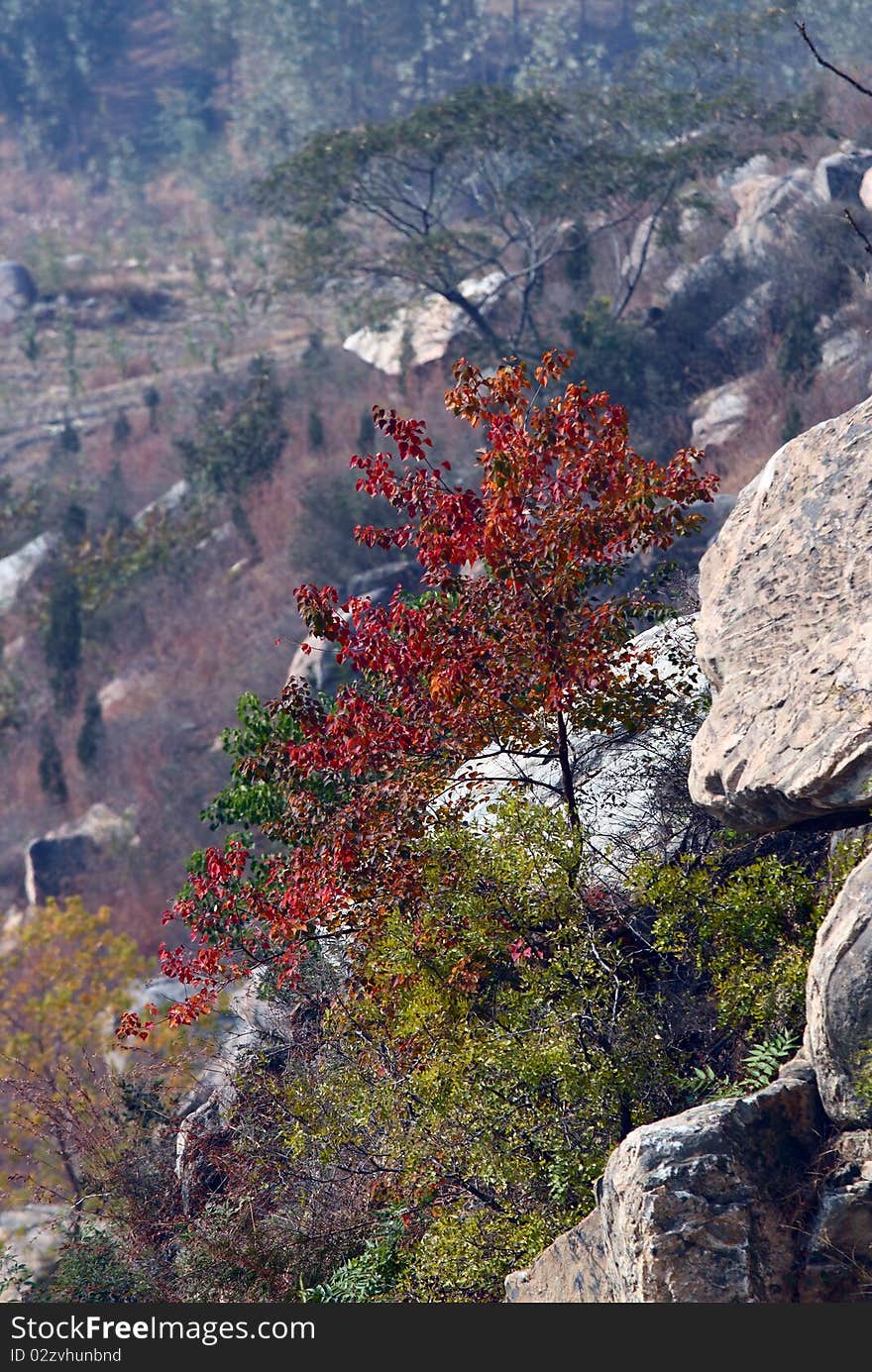 Red leaves tree stand alone in the mountains.