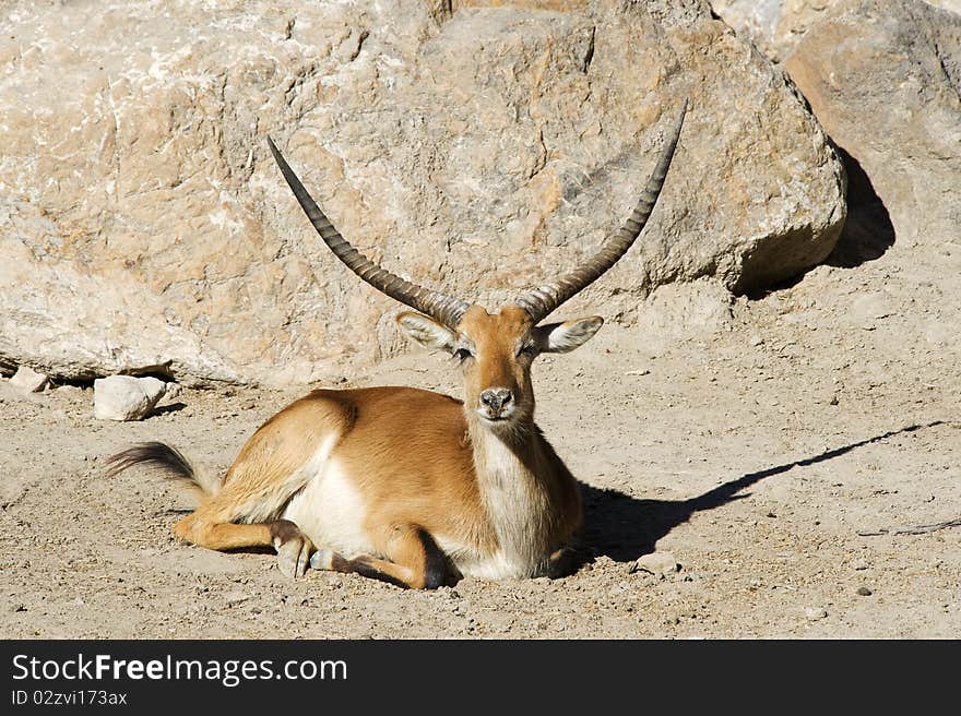 A Gazelle sitting in the sunshine looking at the camera