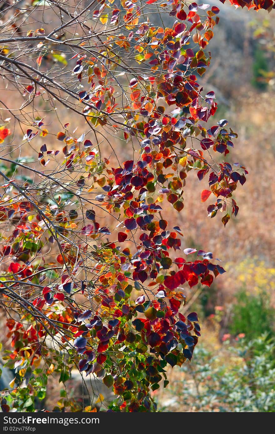 Beautiful red leaves in the autumn.