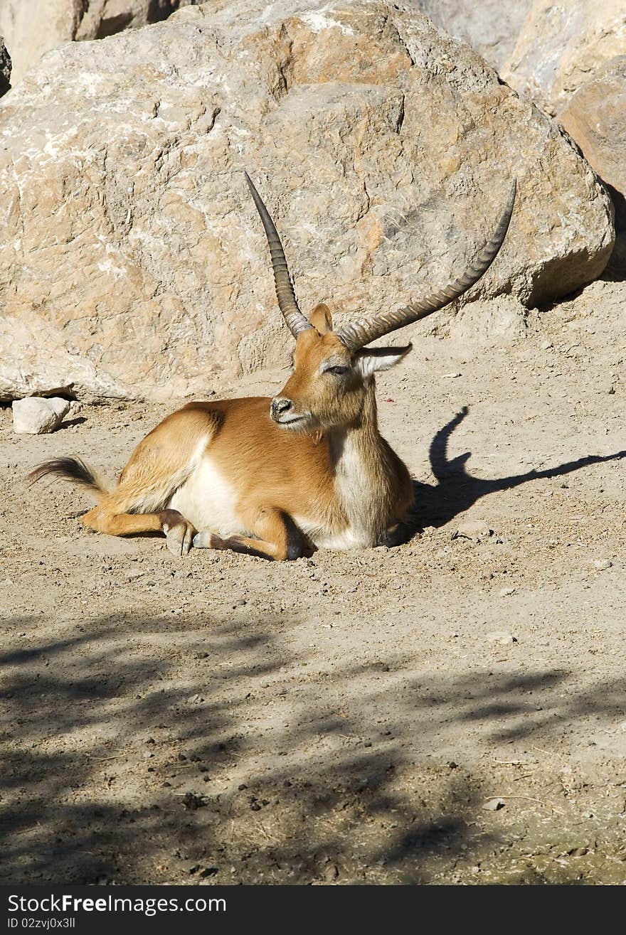 A Gazelle sitting in the sunshine