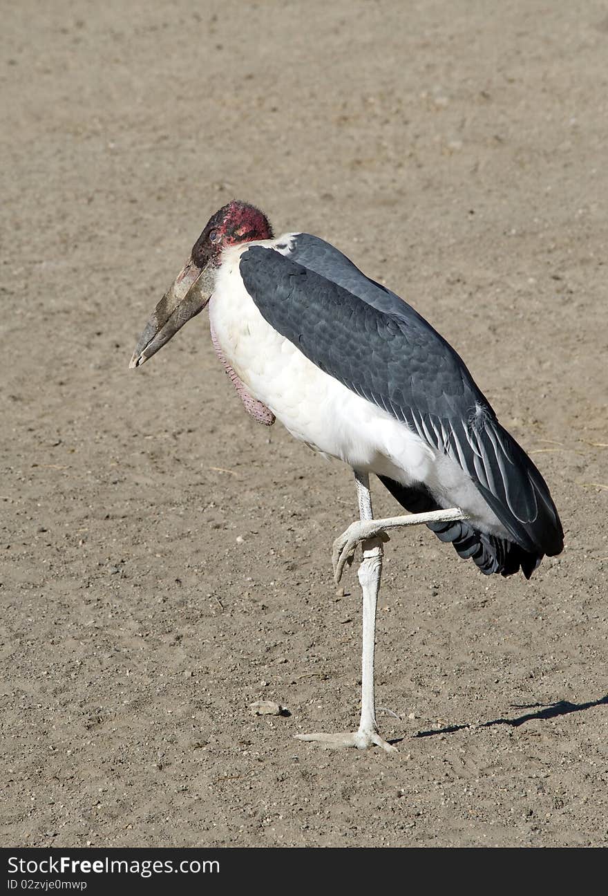 Marabou Stork