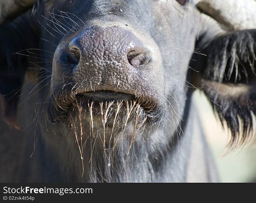 Close up African Buffalo