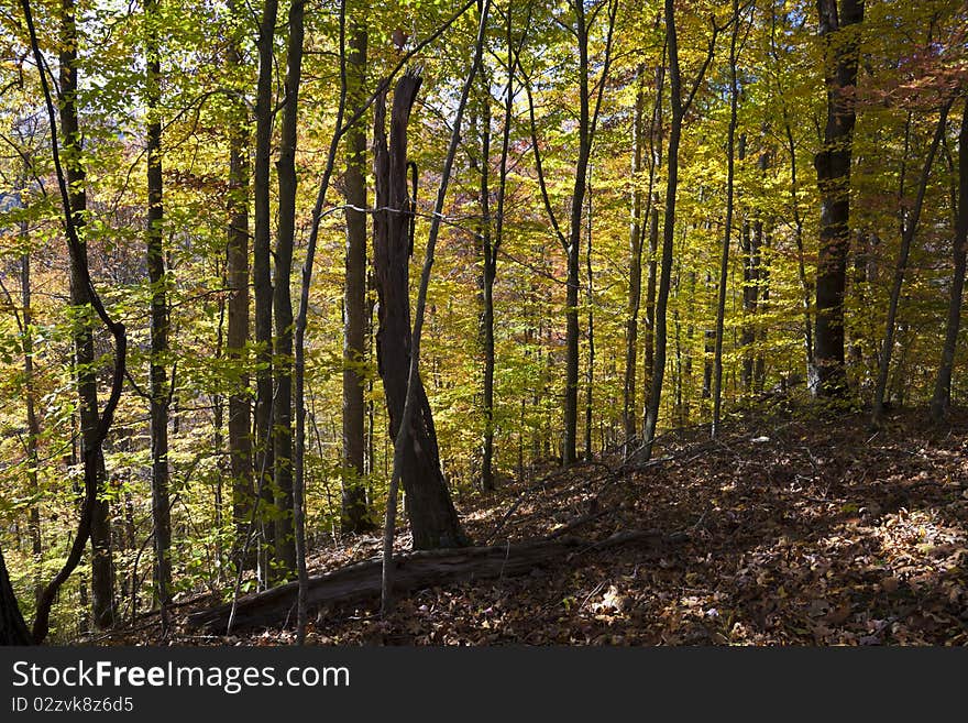 Autumn forest in West Virginia