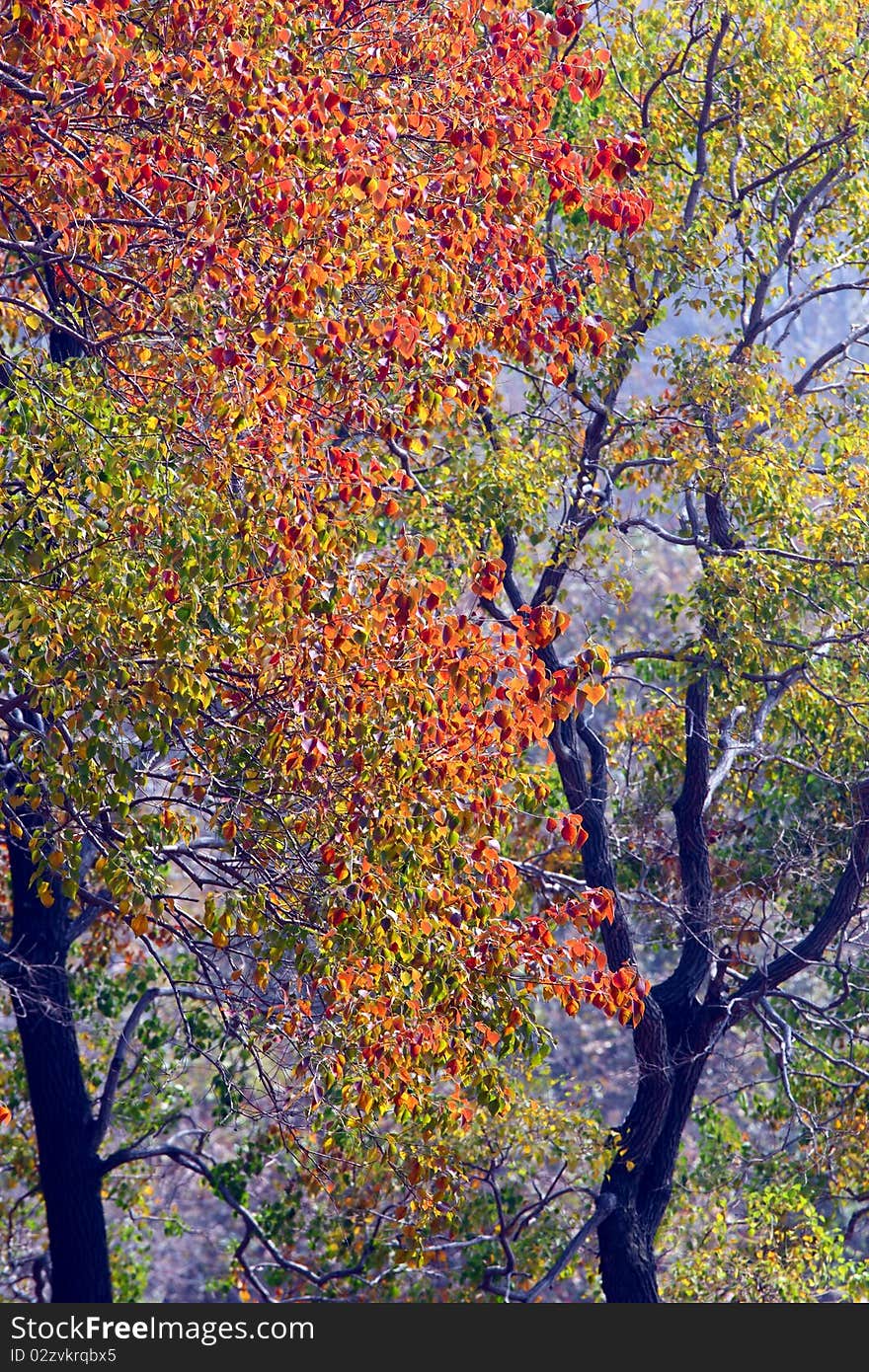 Beautiful autumn ,the tree leaves change into the red and yellow. Beautiful autumn ,the tree leaves change into the red and yellow.