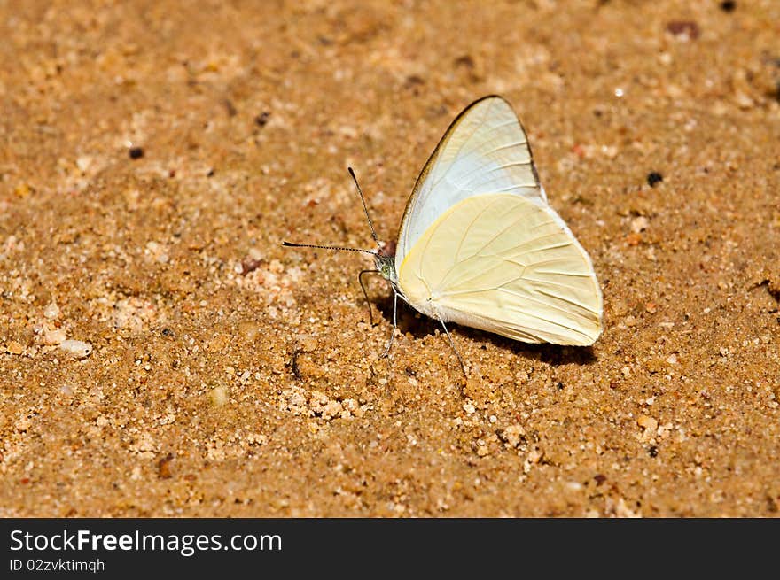 Butterfly In National Park