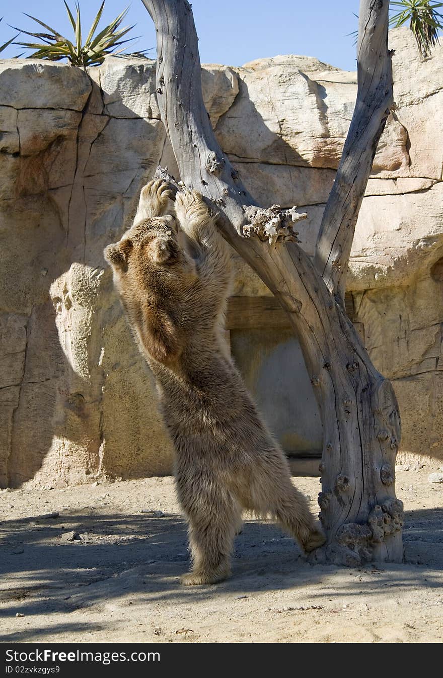 A Brown Bear climbing a tree