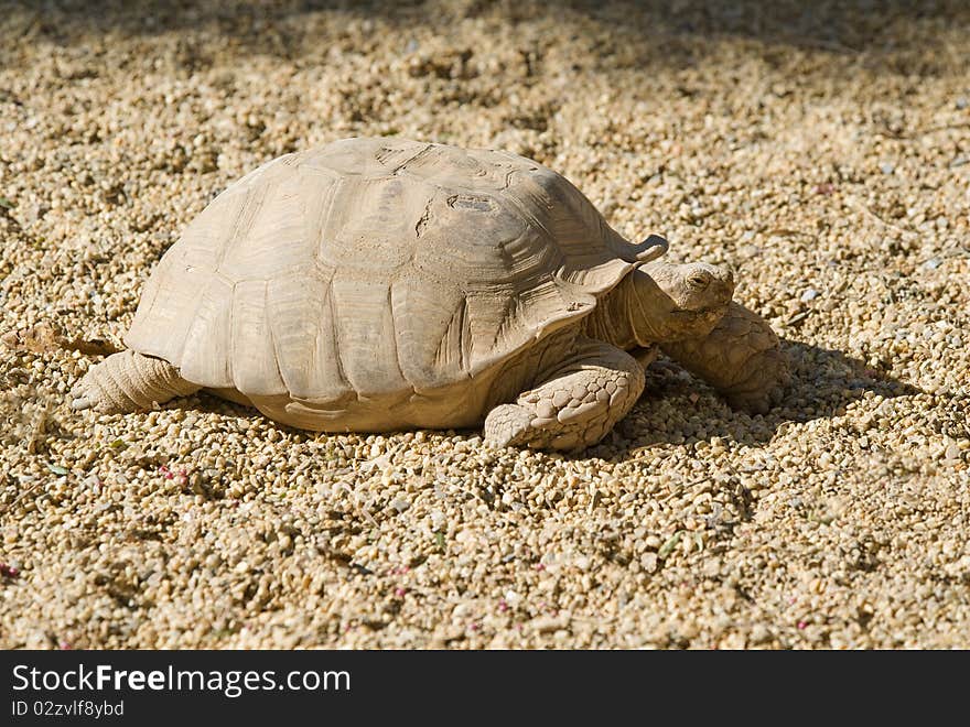 African Spurred tortoise