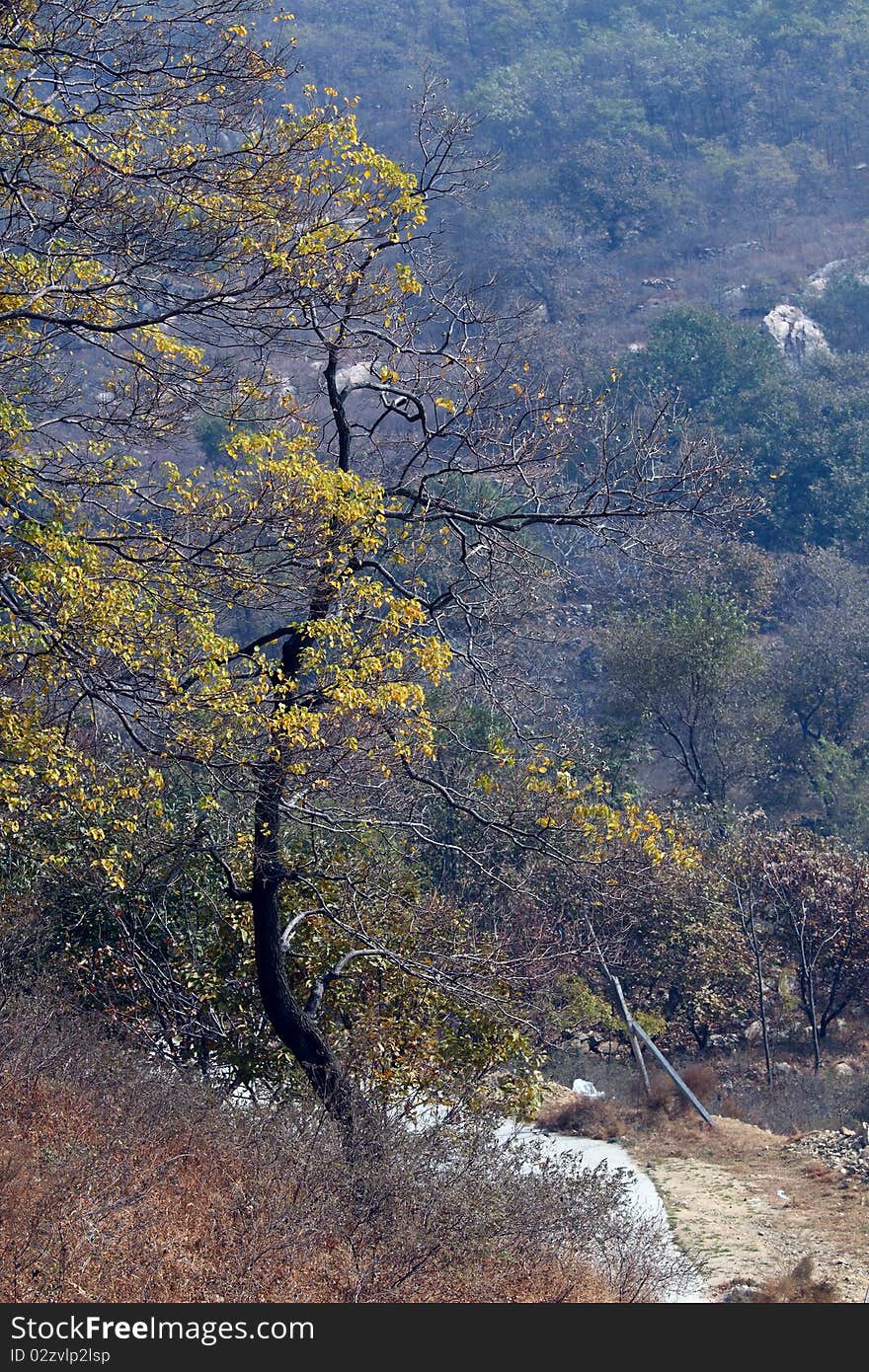 In the autumn ,tree leaves change into yellow. In the autumn ,tree leaves change into yellow.