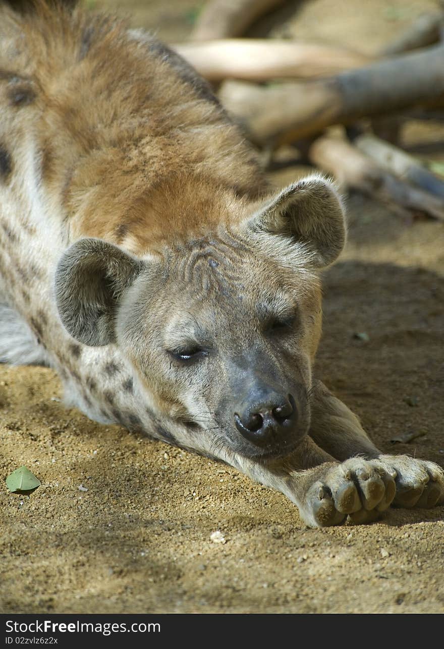 Hyena Sleeping