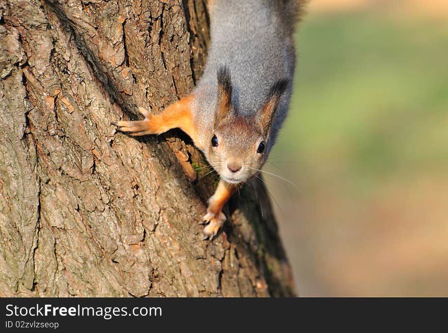 Red Squirrel.