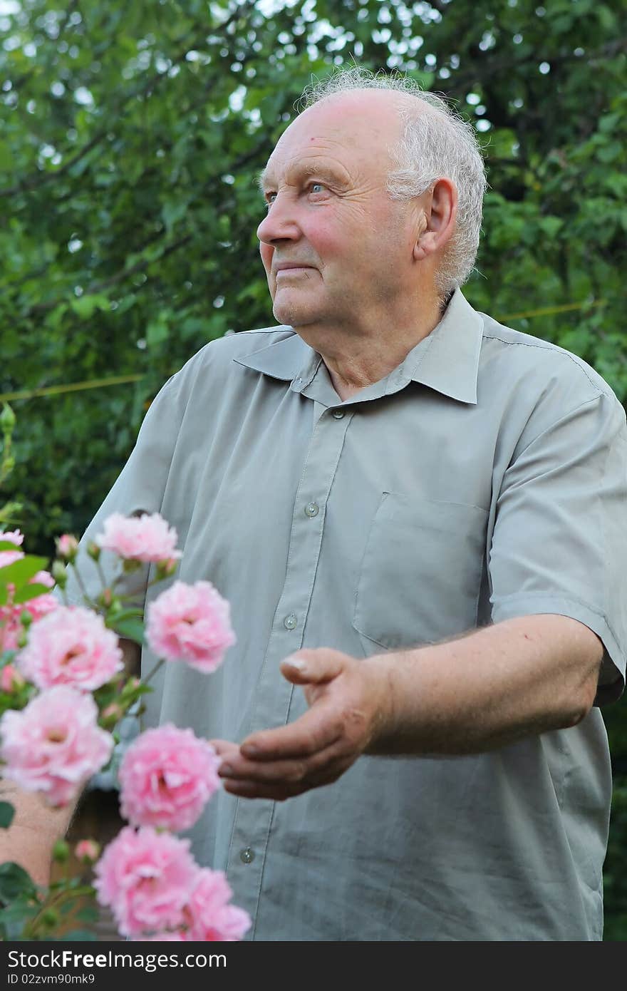 Old man - grower of roses next to rose bush in his beautiful garden.