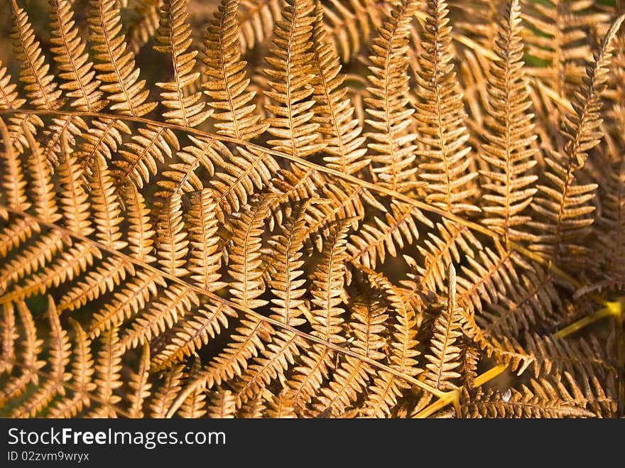 Dry yellow fern leaves