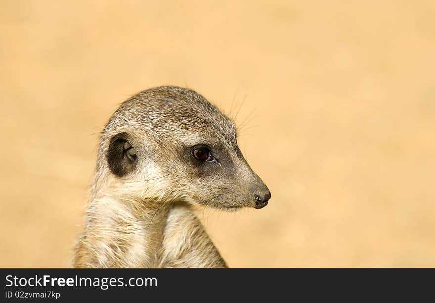 Meerkat