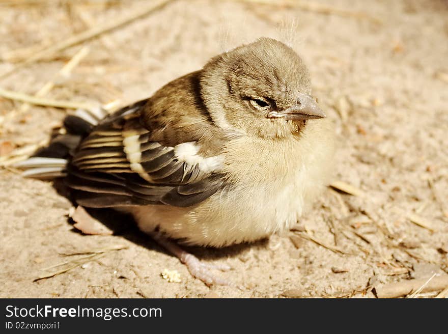 Baby Bird Of A Sparrow