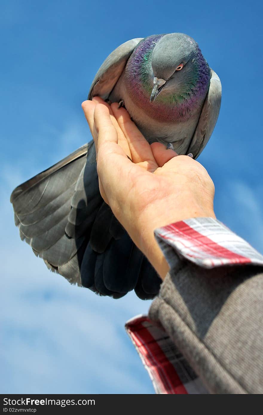 Feeding The Dove