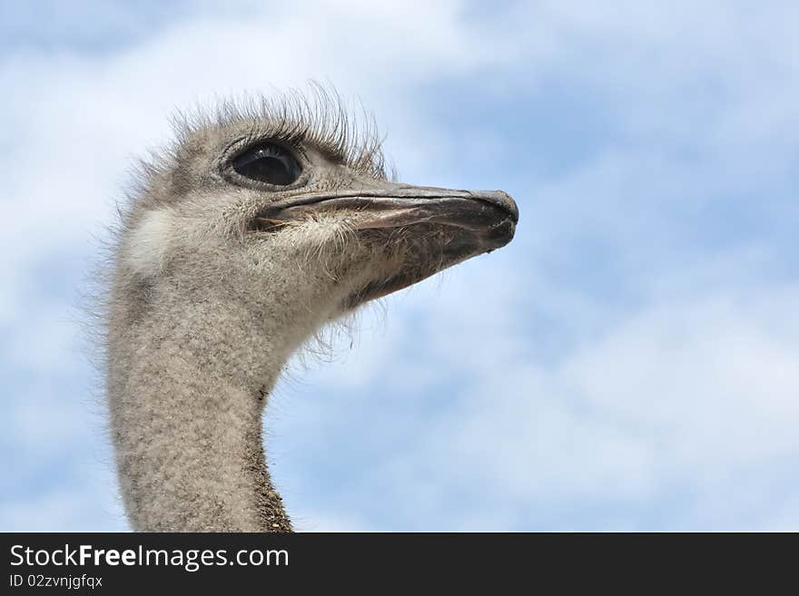 Looking ostrich