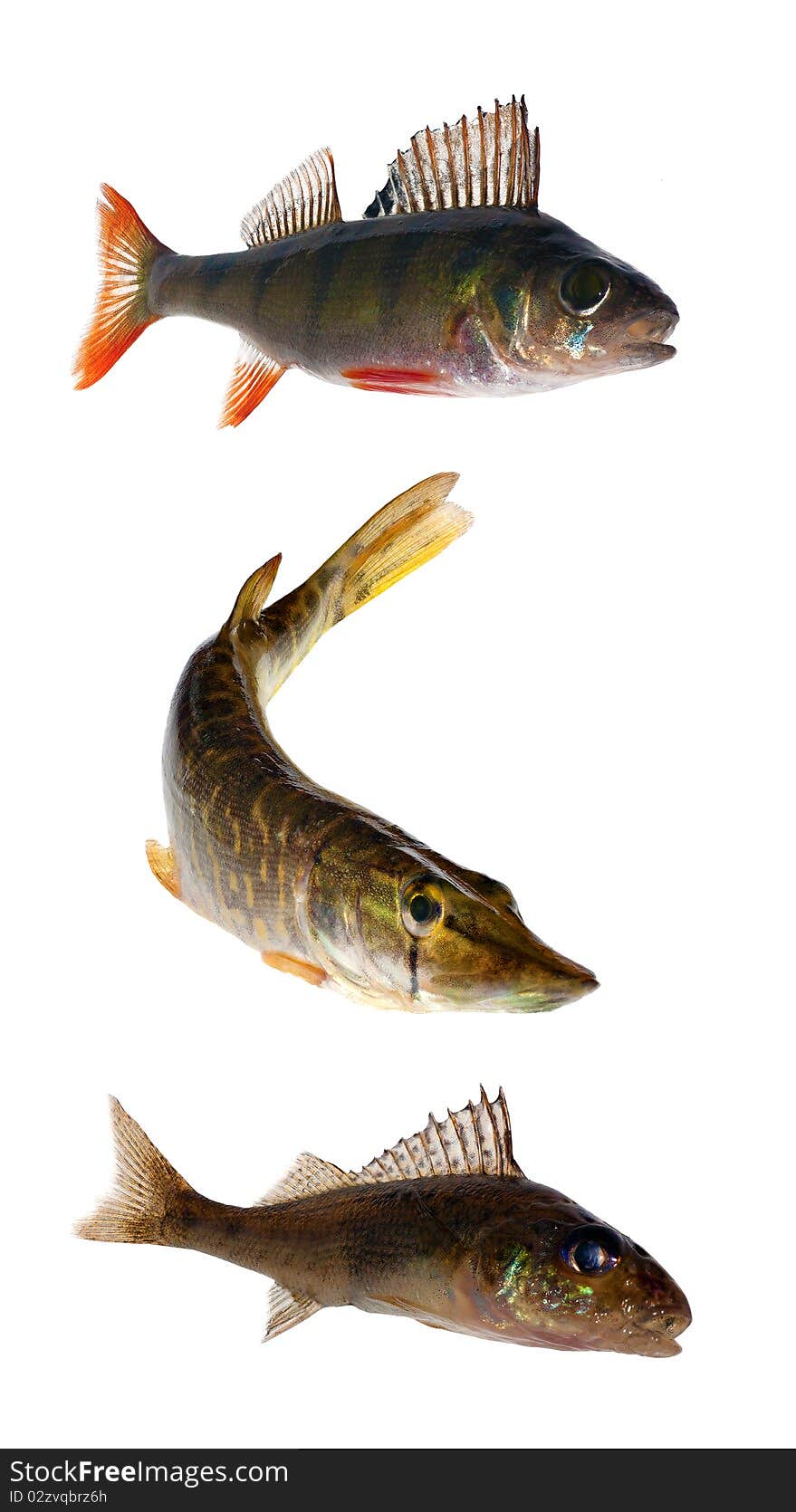 Three isolated fishes