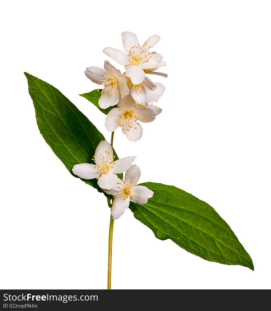 Jasmin branch with flowers isolated on white background. Jasmin branch with flowers isolated on white background