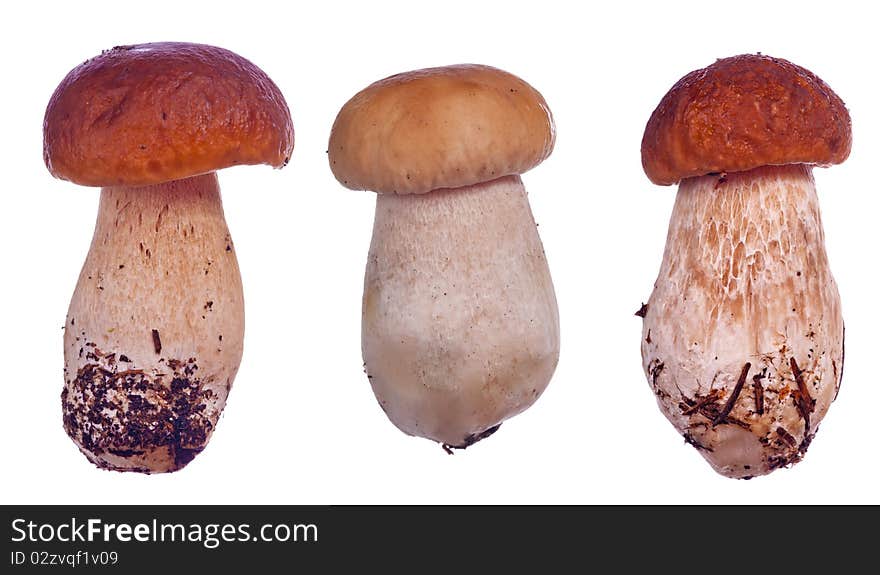 Three cep mushrooms on white