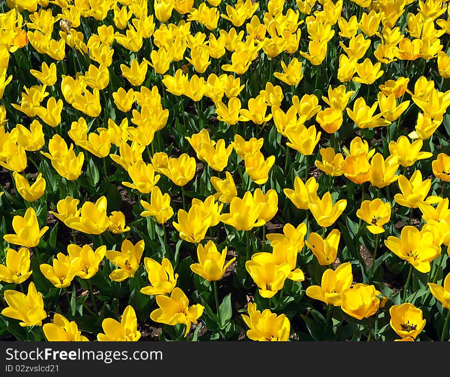 Texture of yellow tulips