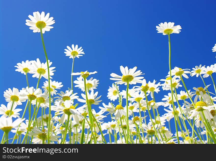 White daisies on blue sky background