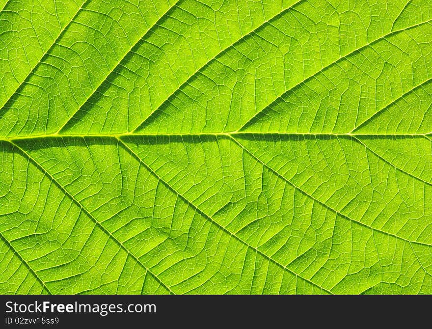 Close up of green leaf texture