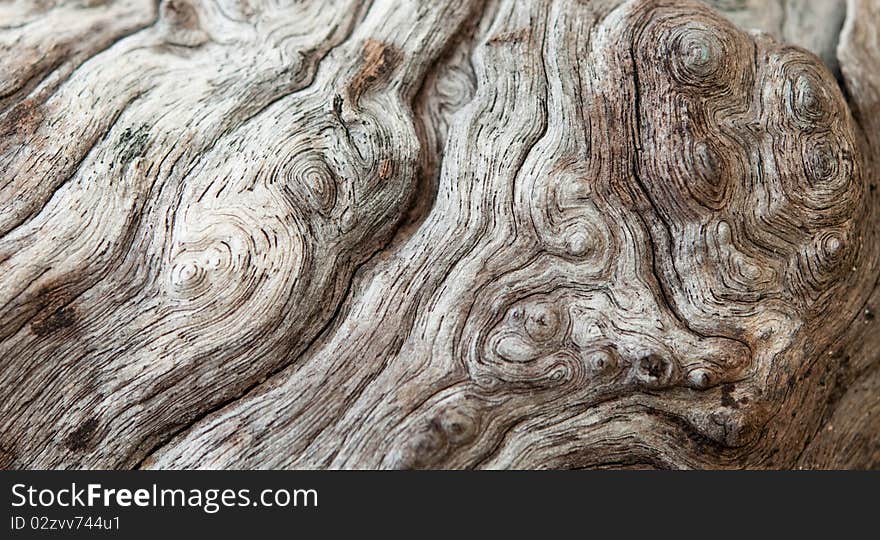 The wonderful texture of the wooden bark. The wonderful texture of the wooden bark