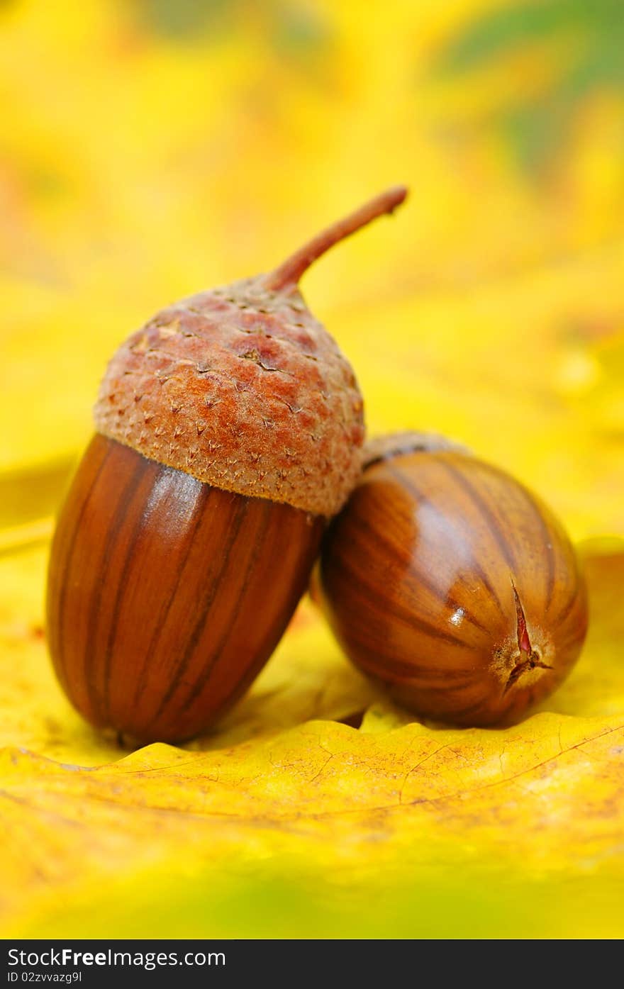 Acorns on orange autumn foliage