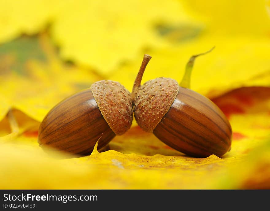 Acorns on orange autumn foliage