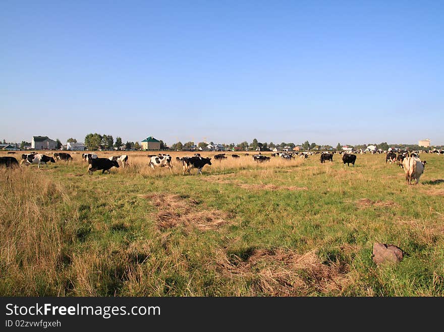 Herd of cows in the autumn field. Herd of cows in the autumn field