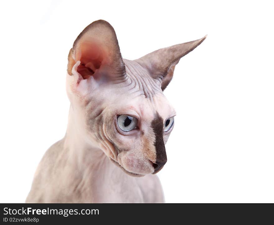 The Canadian sphynx