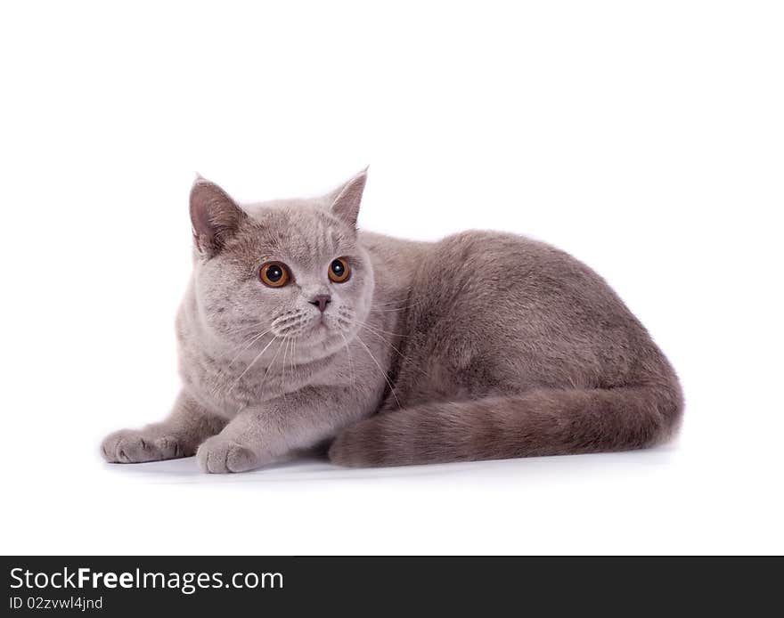 The Scottish cat lays on a white background