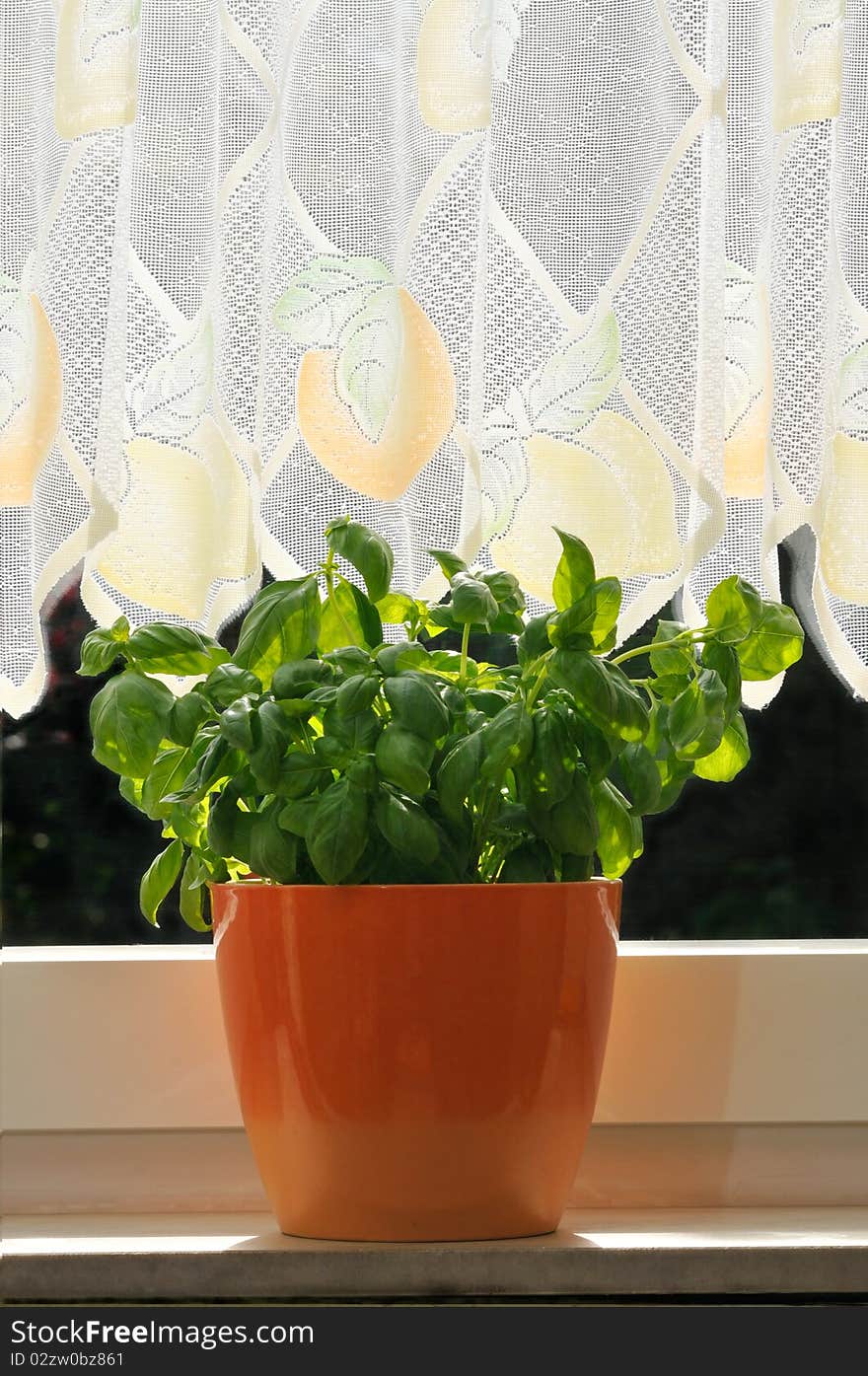 Pot with fresh basil on a windows sill