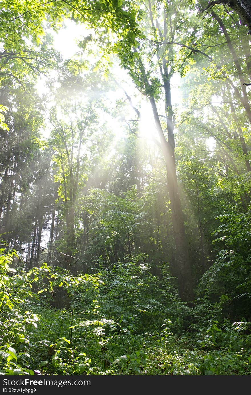 Fairytale forest sunlight and shadows